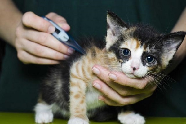 misurazione temperatura gattino