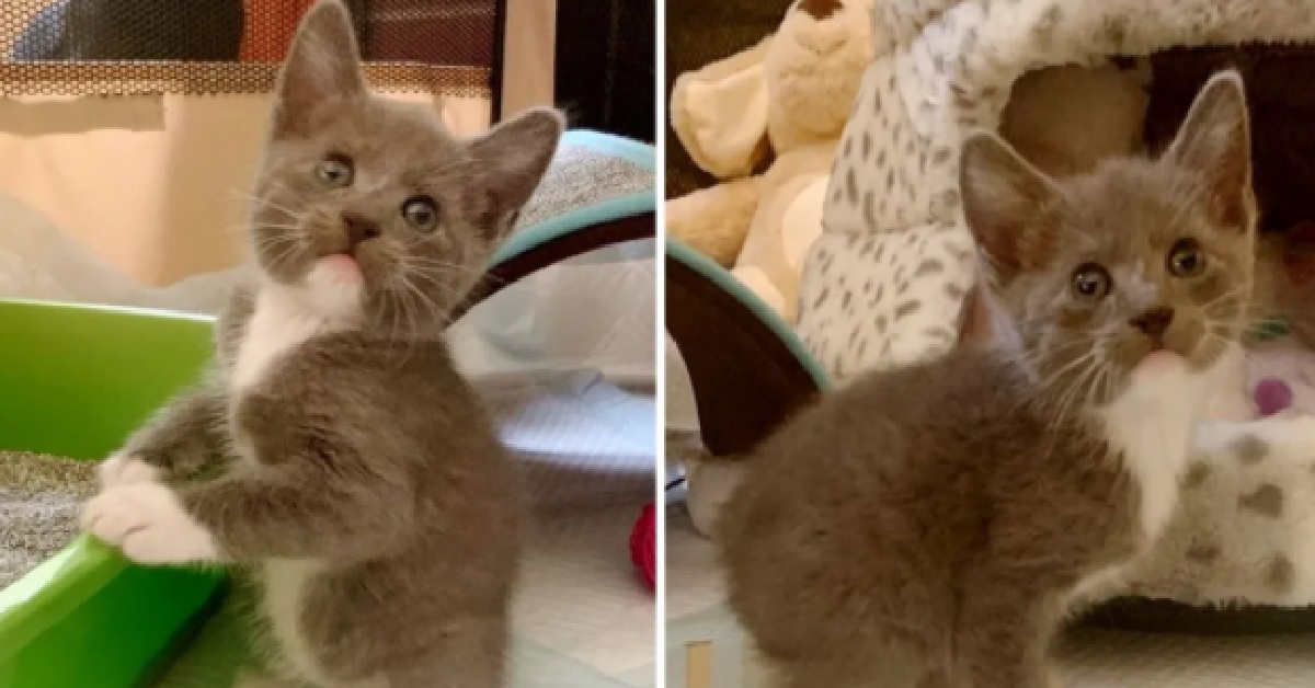 Thumper, il gattino senza coda che ha imparato a saltare (VIDEO)
