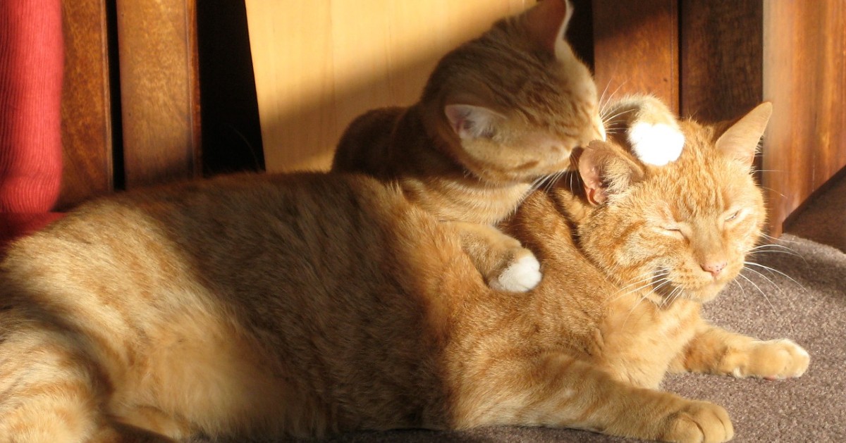 Perché i gatti mordono i capelli