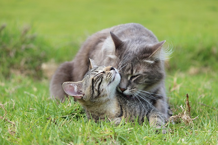 gattini affetto abbraccio
