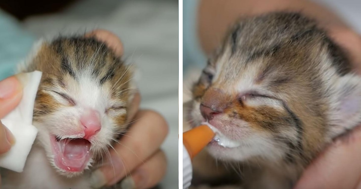 Una coppia trova due gattini appena nati dentro una scatola e li salva (VIDEO)