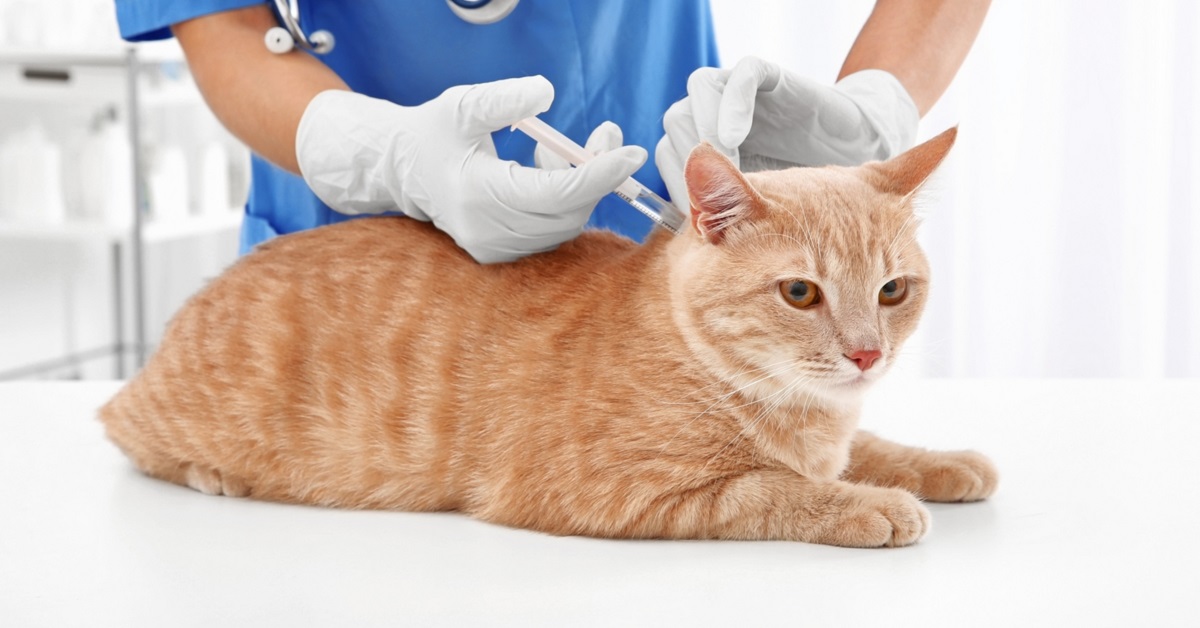 Vaccinazioni al gatto: quali sono, quando farle e perché sono essenziali