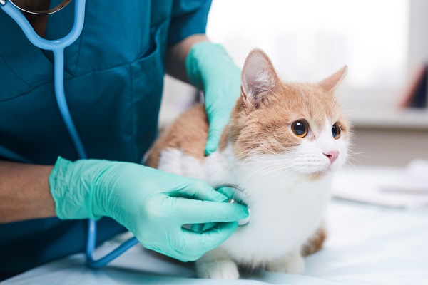 visita veterinaria al gatto