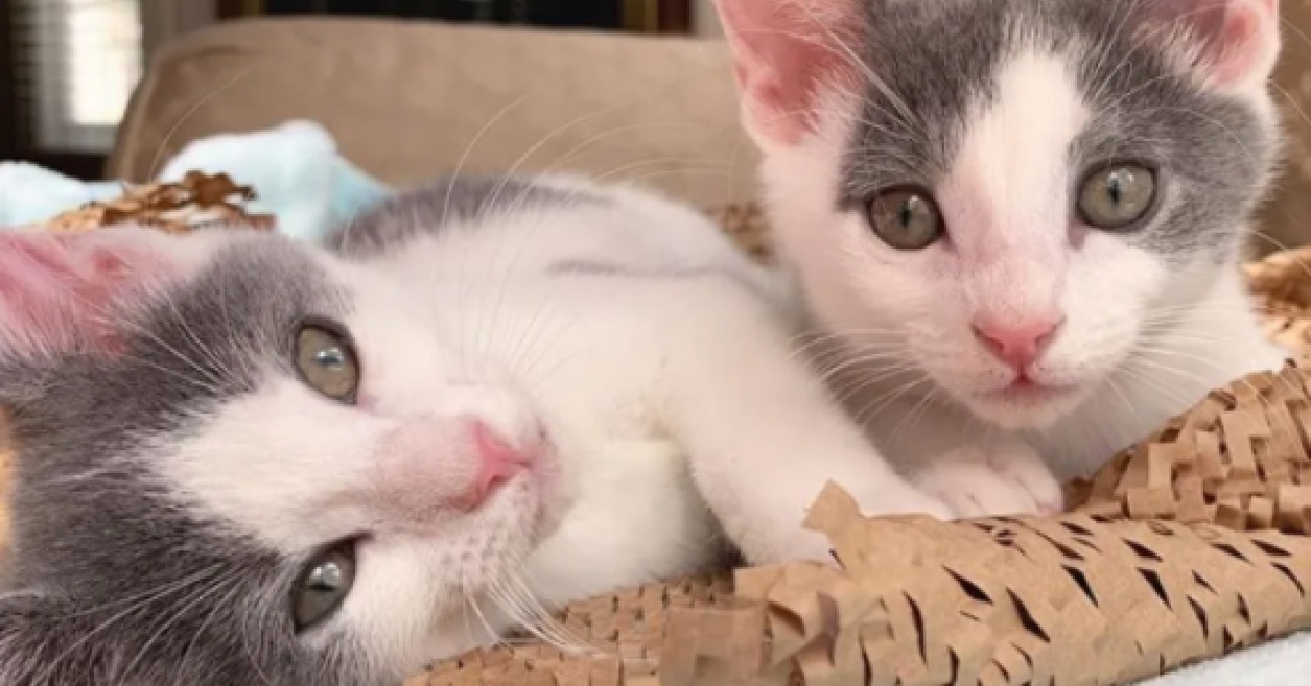 Whisky e Pippa, due gattini gemelli che hanno trovato casa (VIDEO)