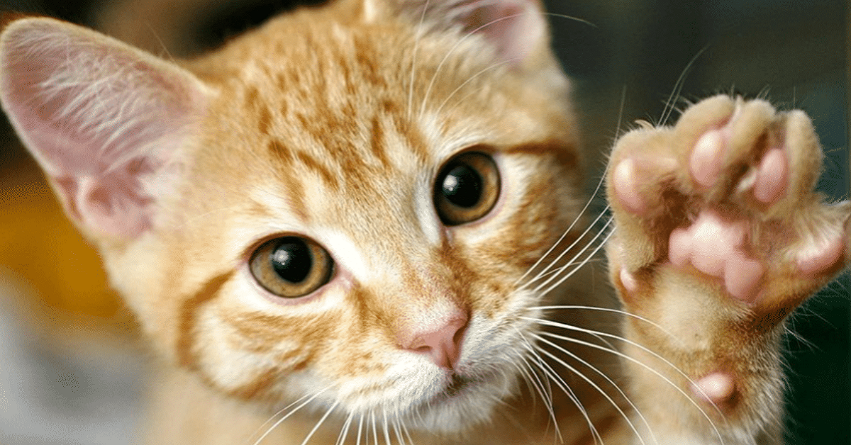 Zecche nel gatto: come prevenirle, trovarle ed eliminarle