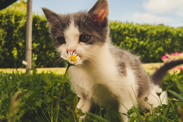 gattino in campagna