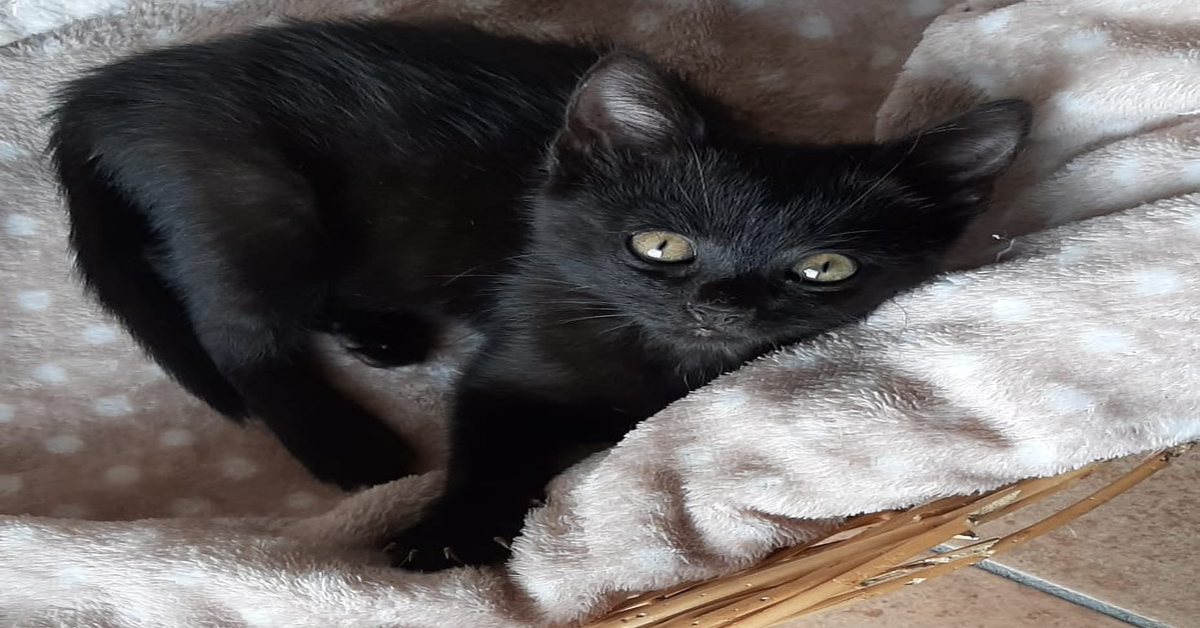 Oipa Treviso: Batman, un gattino nero da adottare