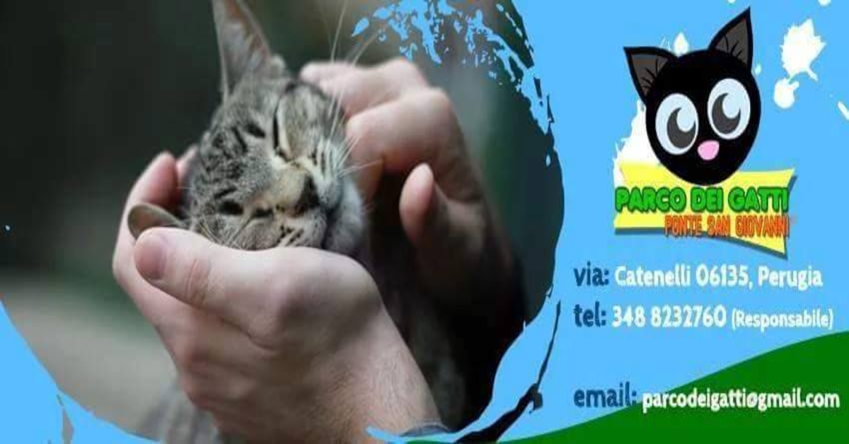 Lilli gatta da adottare, logo Parco dei gatti di Ponte San Giovanni