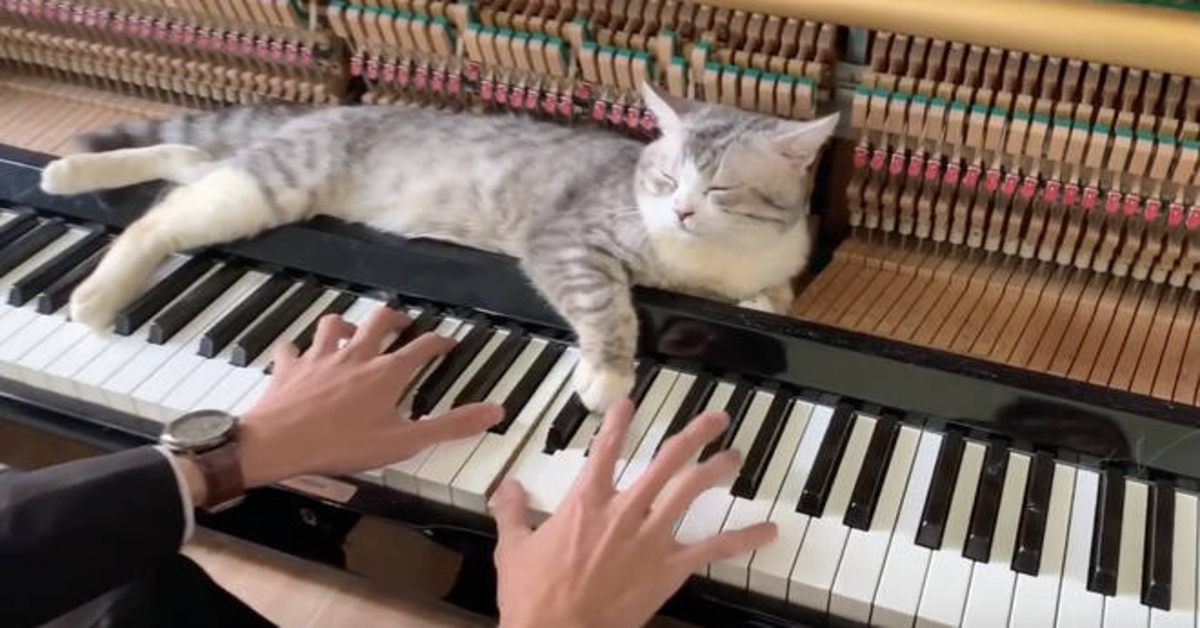 Haburu: il gatto che si rilassa con il pianoforte | Il mio gatto è leggenda