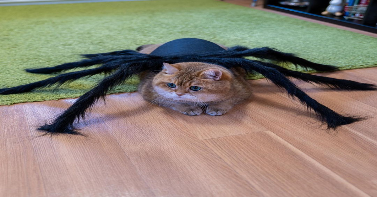 Hosico travestito da ragno per Halloween