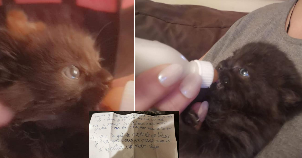 3 gattini vengono lasciati in un rifugio con una lettera di un bambino