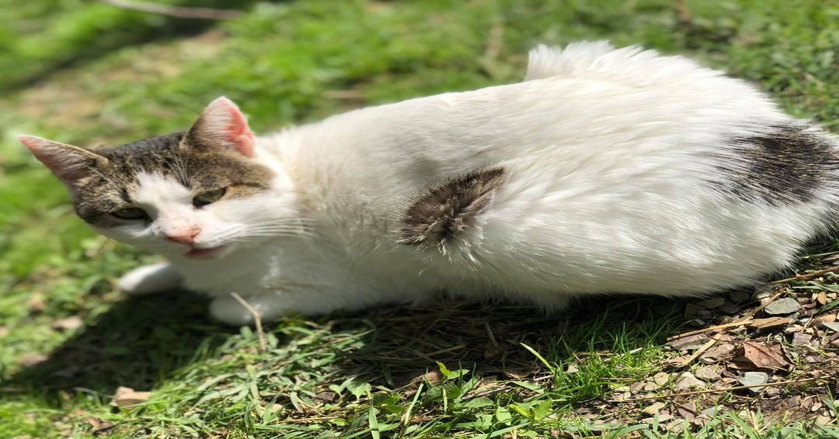 I Cassiopei, Oasi Felina di Siena: Mandi Mandi, un simpatico micio da adottare