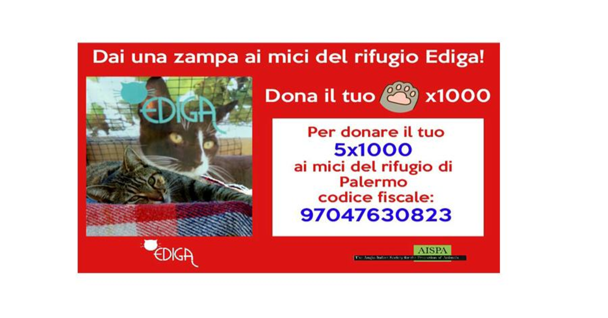 Amanita, gatta da adottare, logo rifugio Ediga di Palermo