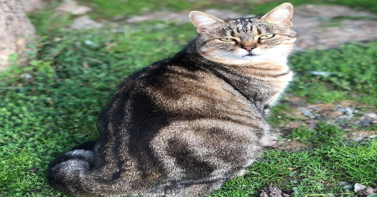 I Cassiopei Oasi Felina di Siena: Renella, una micia da adottare