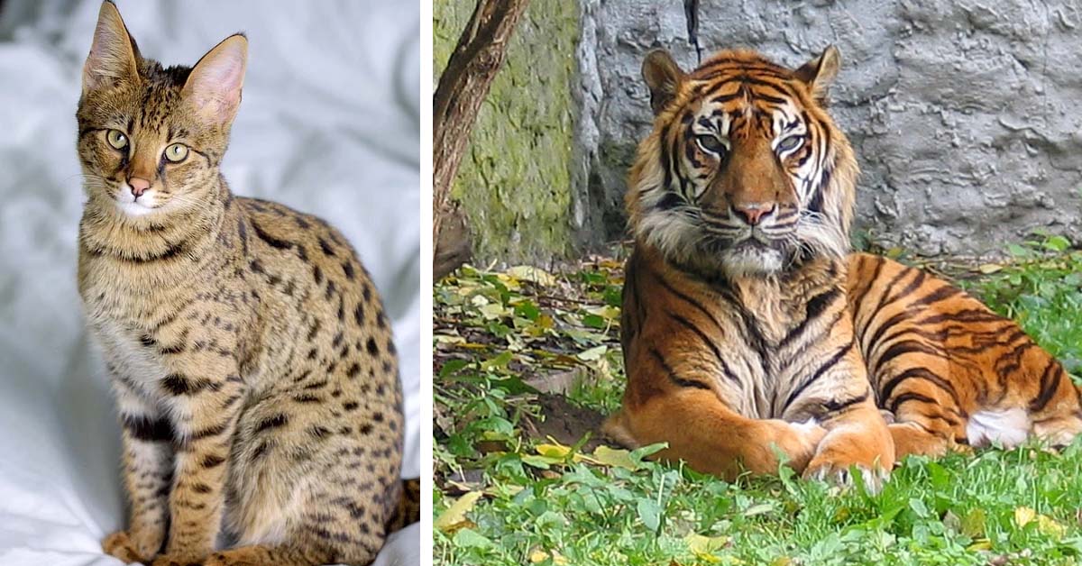 Acquistano un gattino di Savannah, ma è invece una cucciolo di tigre di Sumatra