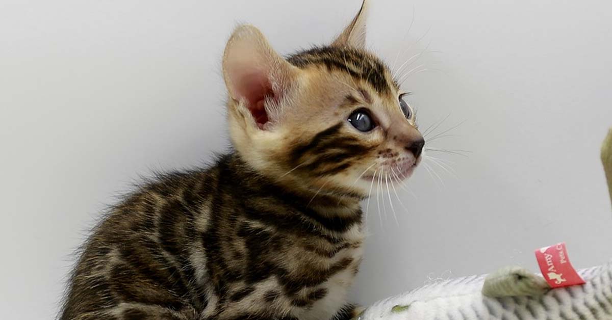 Cucciolo di gattino di Savannah