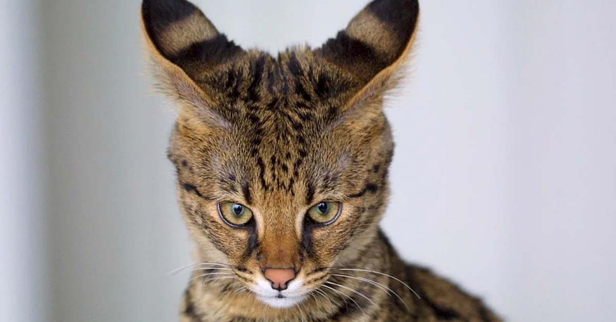 Gatto di Savannah che osserva