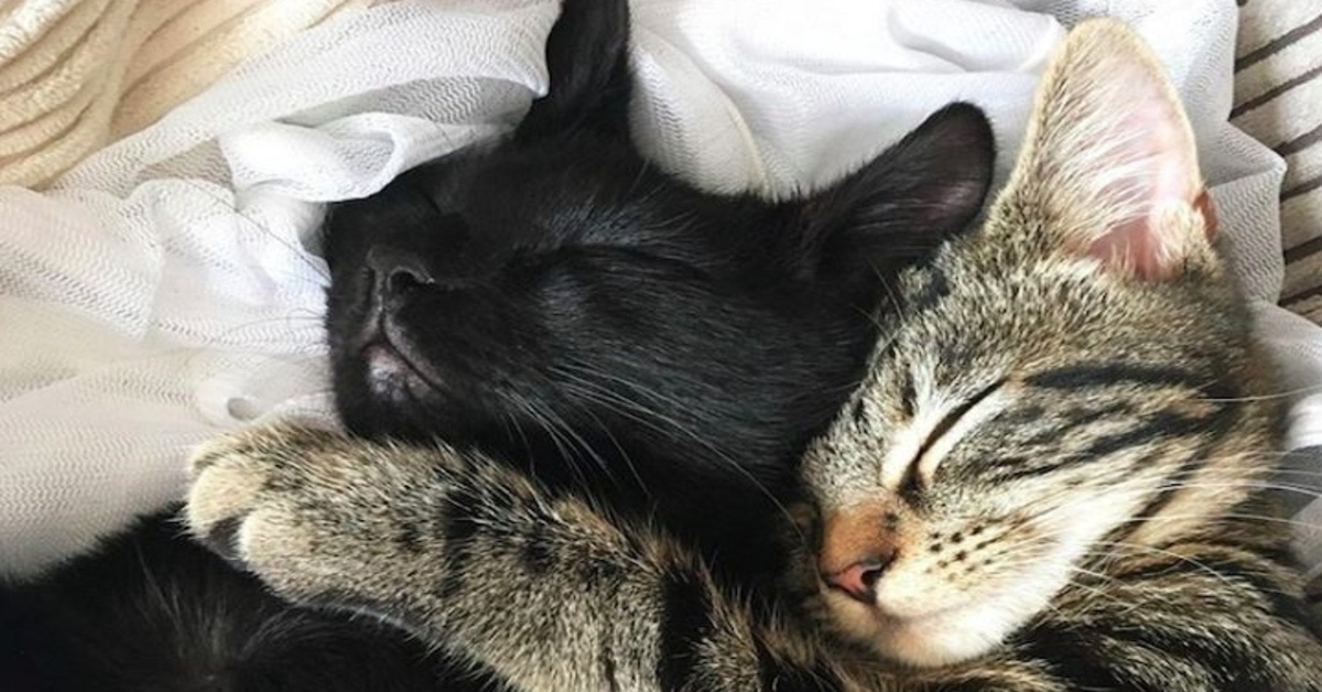 gatti che dormono abbracciati