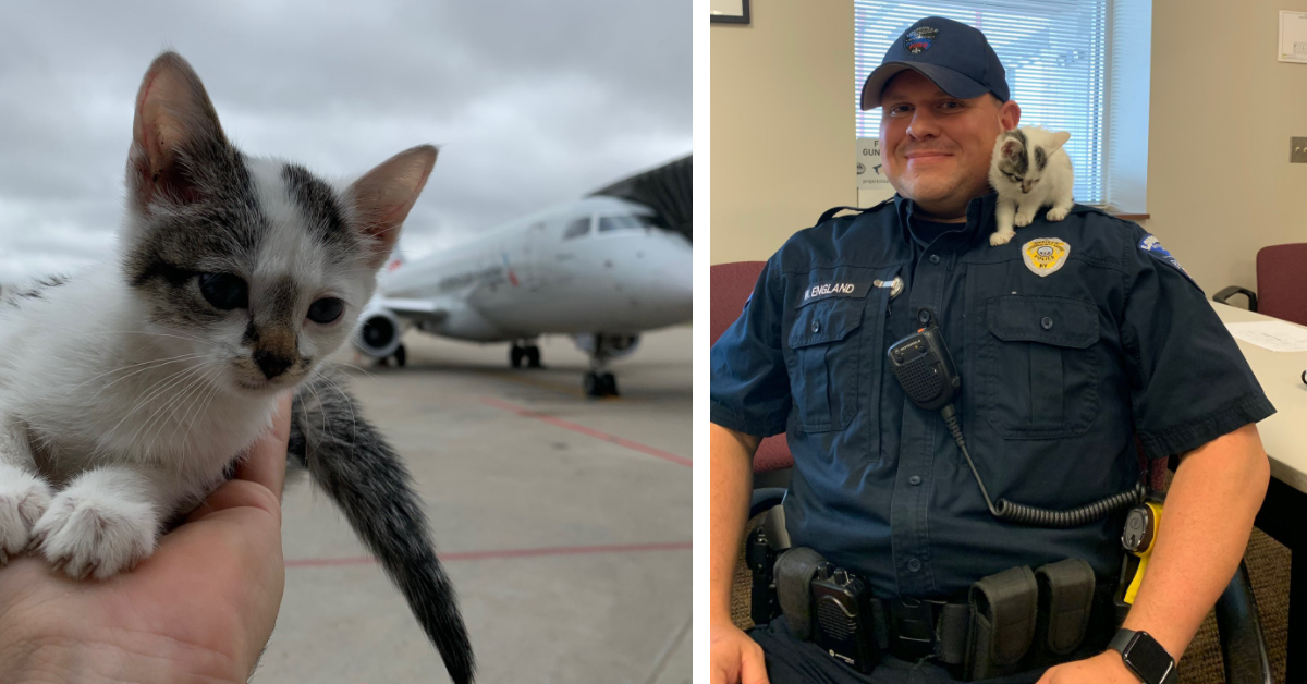 Boeing, il gattino salvato sulla pista di un aeroporto che oggi è finalmente felice