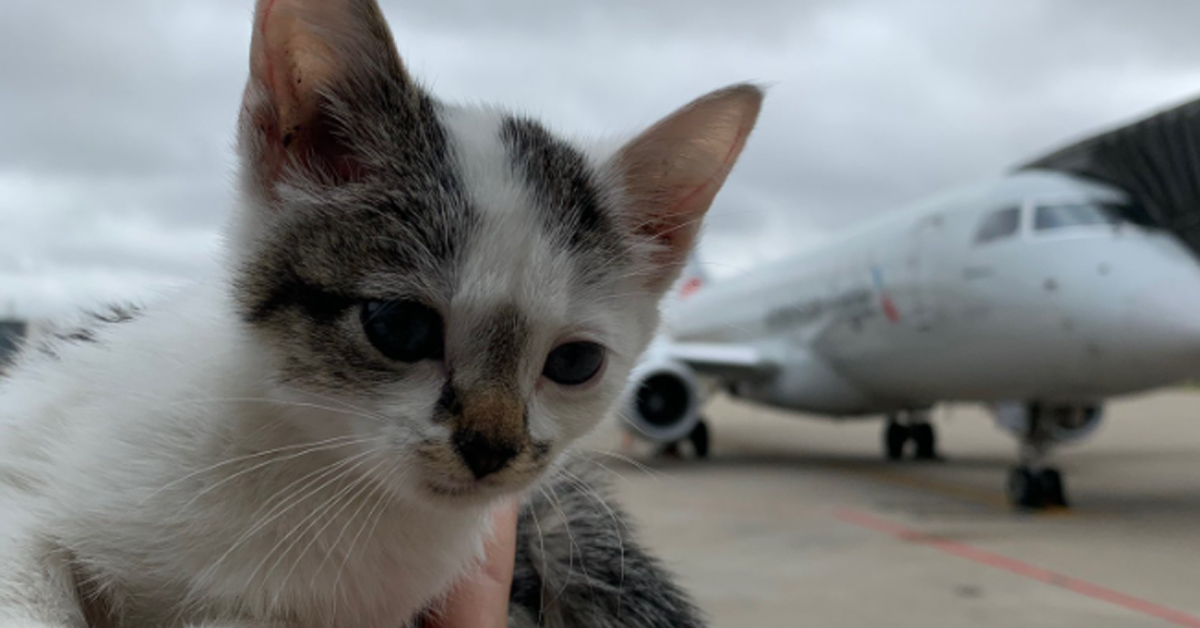 Gatto in aeroporto