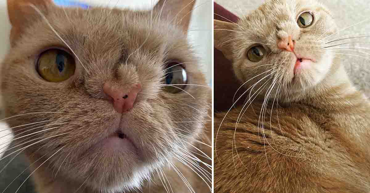 Butters, il gattino con la Sindrome di Manx che dopo il dolore è felice (video)