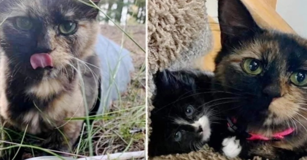 Caki, la gattina incinta trovata sotto un tubo di scarico