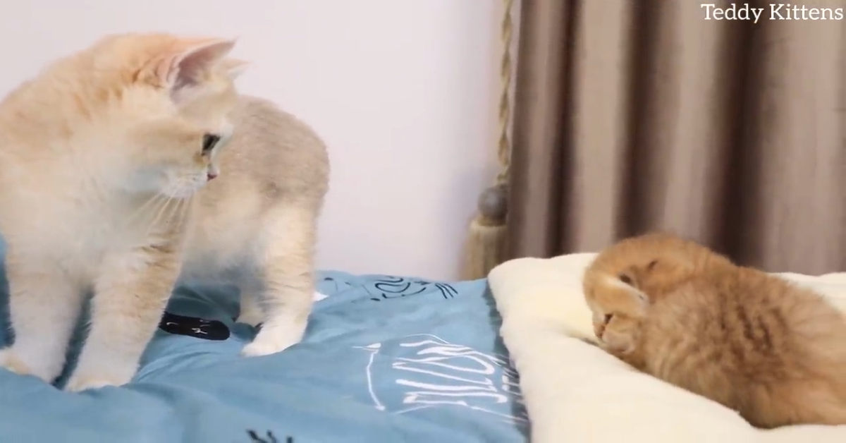 Caramel incontra il suo fratellino più piccolo (VIDEO)