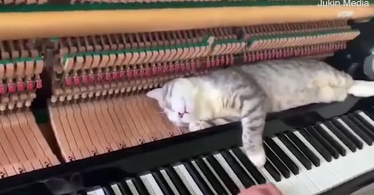 Haburu dorme sul piano