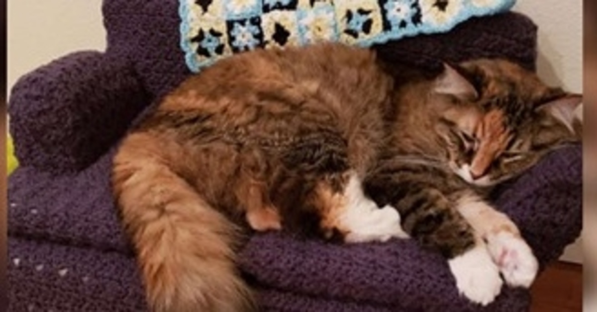 Cat, la gattina che ha ricevuto in regalo un divano all’uncinetto