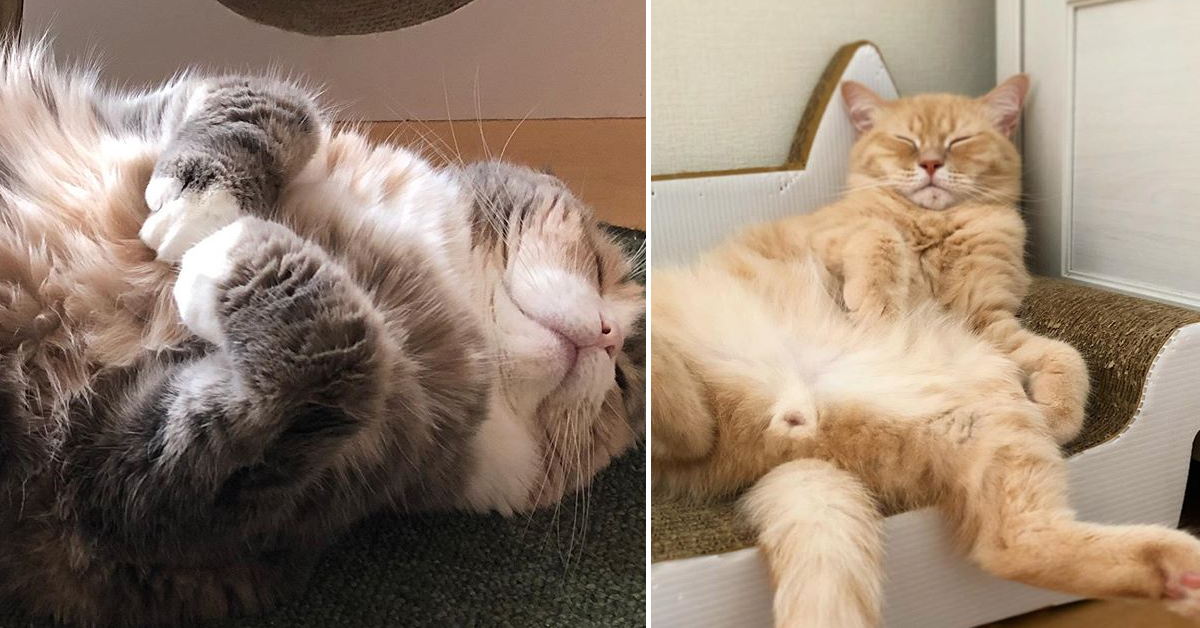 Coco e Moff, la coppia di gattini che fa impazzire Instagram (video)