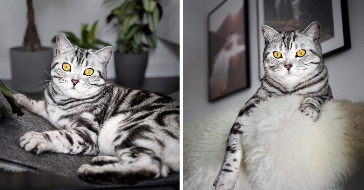 Cooper e Ted, la coppia di gatti più amata di Instagram (video)