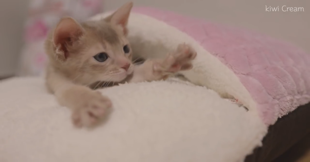 Il gattino Cream è stato adottato da una famiglia dolcissima (VIDEO)