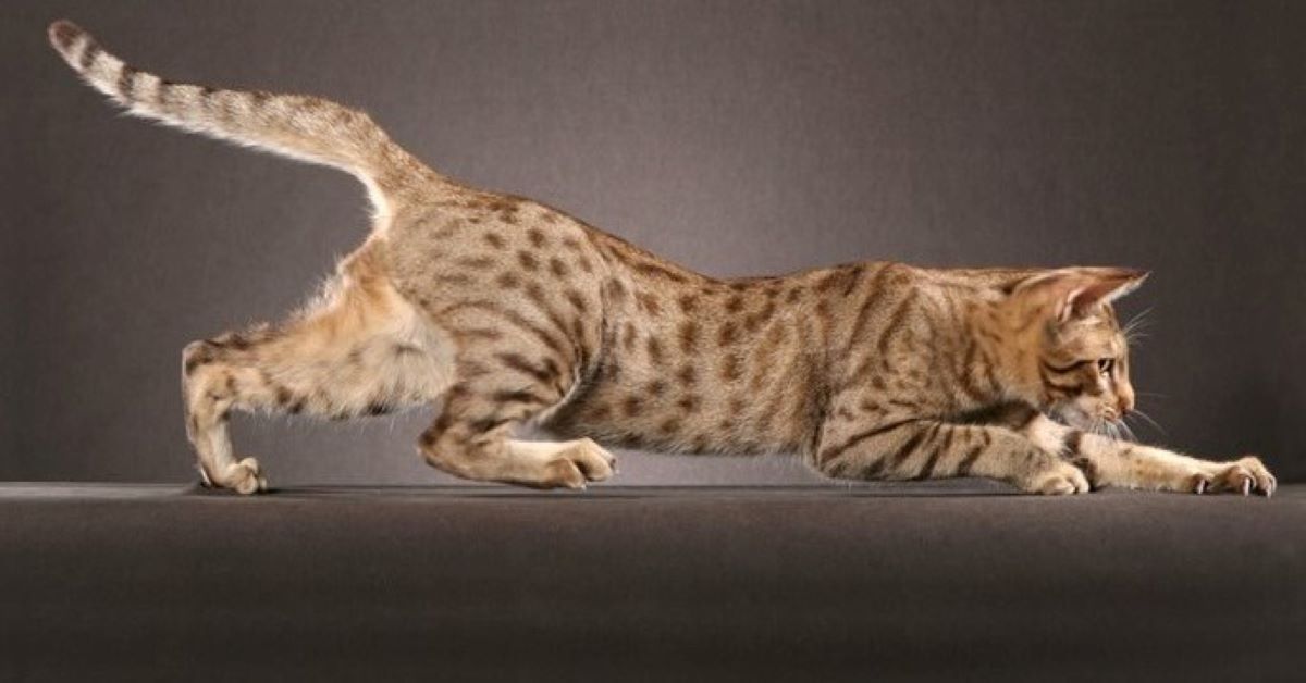 Cuccioli di Ocicat, accessori utili per il loro sviluppo e per il divertimento