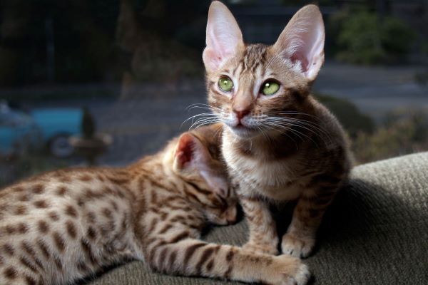 cuccioli di ocicat come educarli