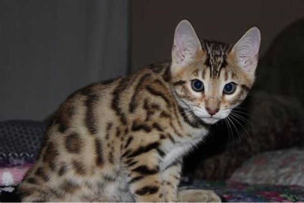 ocicat