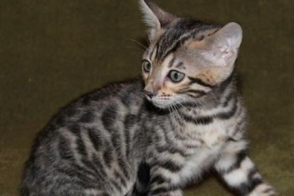 cuccioli di ocicat come educarli