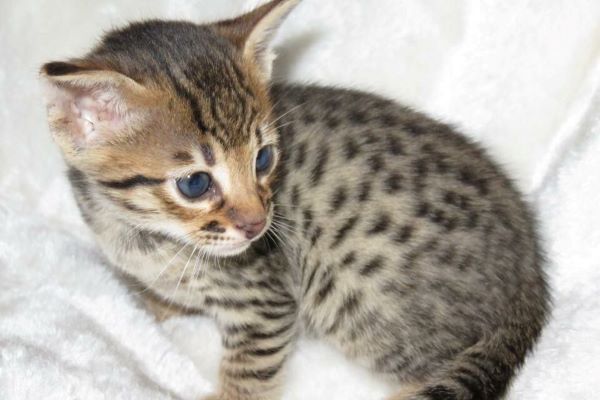 ocicat