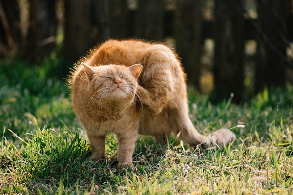 gatto che si gratta