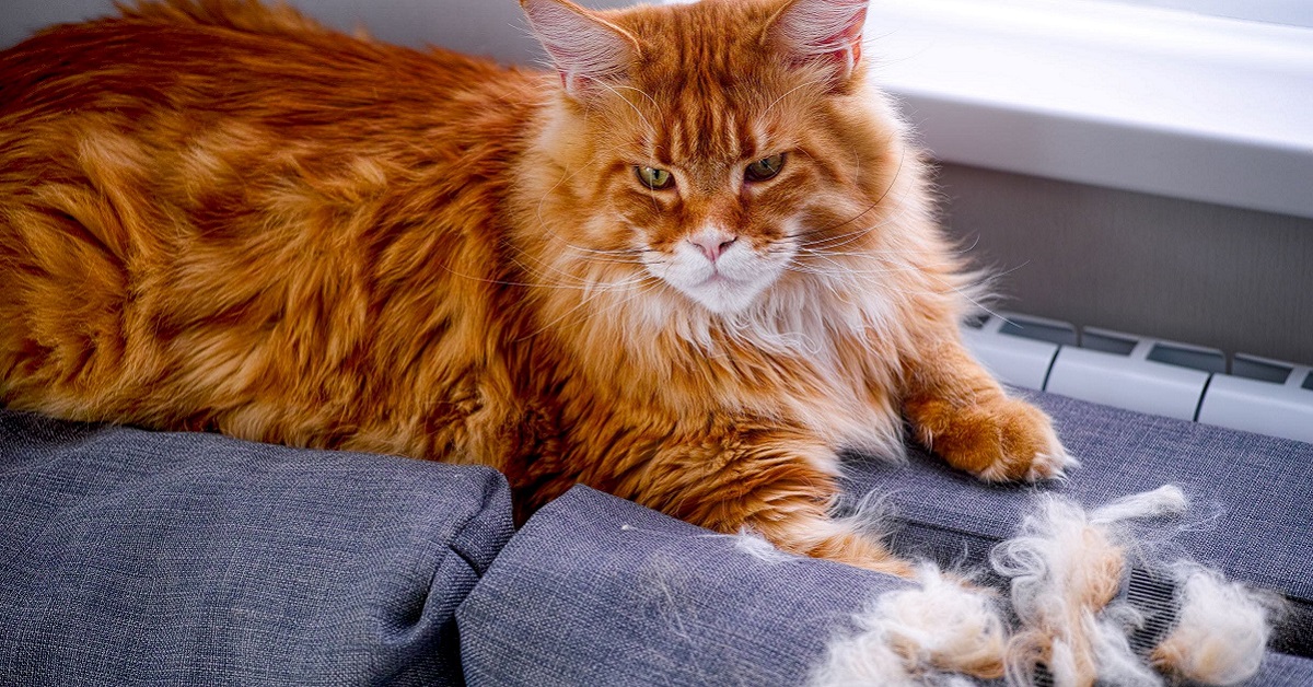 Demodicosi del gatto: sintomi, cause e cure della rogna rossa