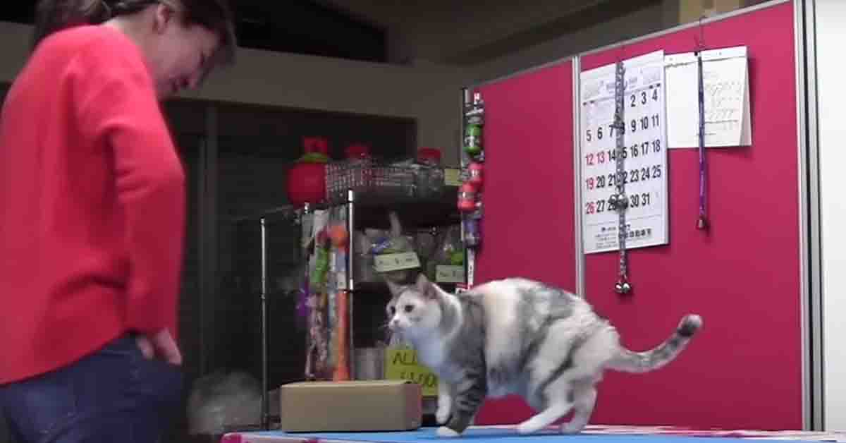 Ebisu, il gattino che sa imitare perfettamente il comportamento umano (video)