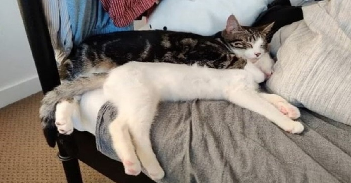 gatti che dormono