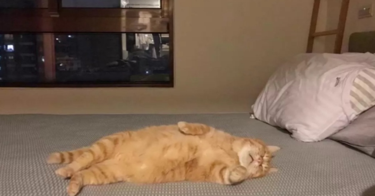 gatto che dorme