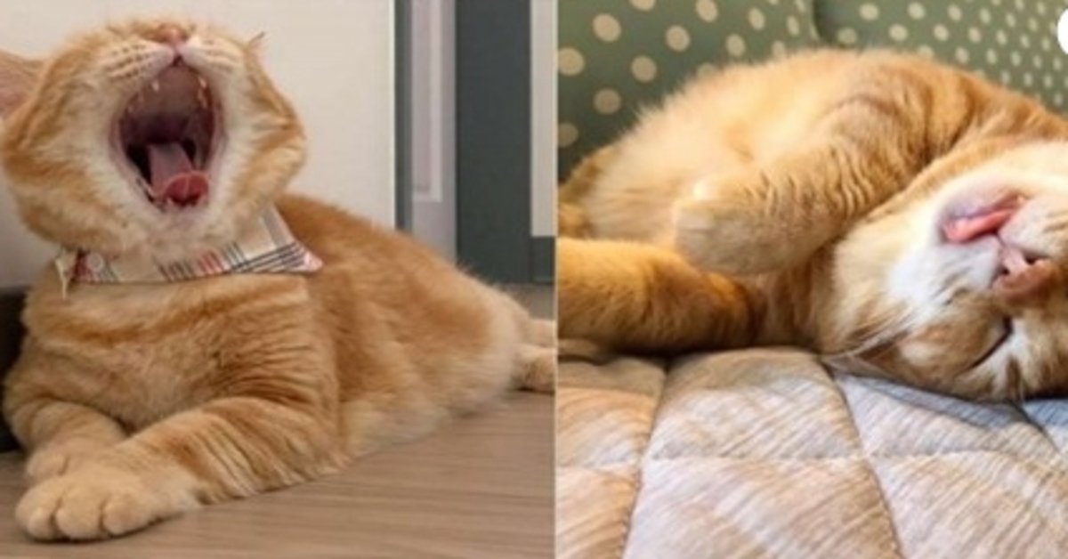 Fat Xiang, il gattino che passa le sue giornate a dormire nelle posizioni più strane