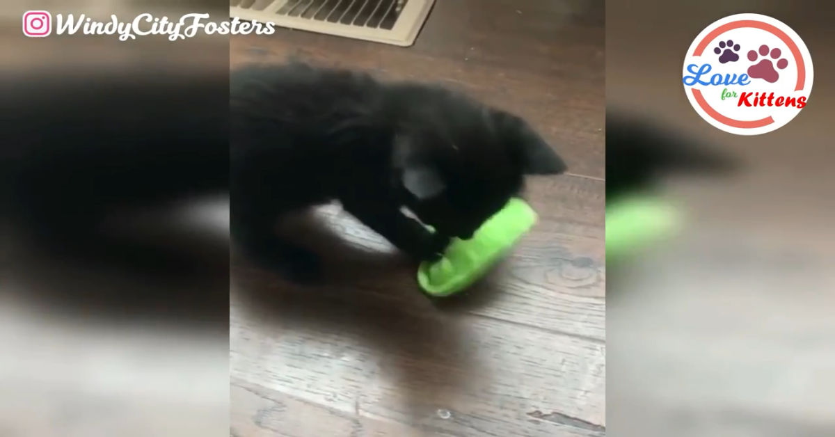 Fin il gattino nero è stato salvato e ora sta bene (VIDEO)