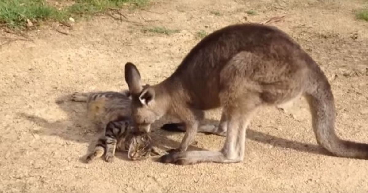Un bellissimo micione riceve le scuse del suo amico Hop il canguro (VIDEO)