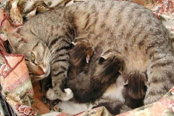 gattini vengono allattati