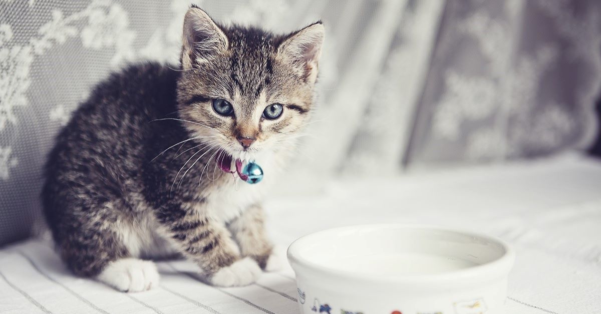 Gatti e lattosio, sono intolleranti? Ecco cosa sapere