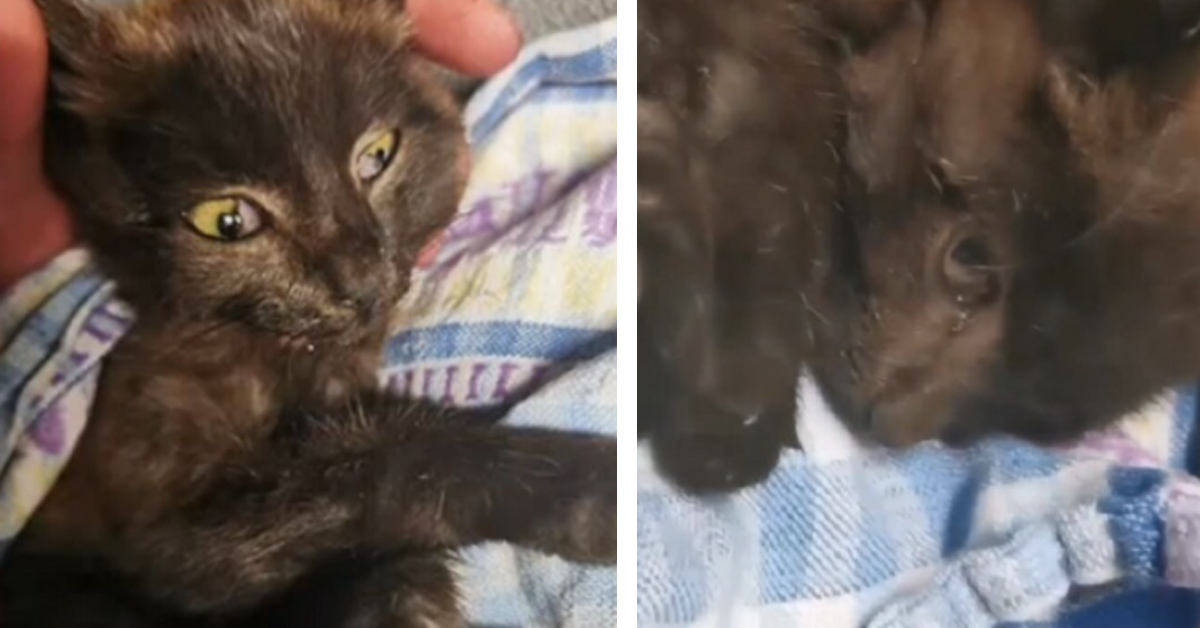 Gattina cieca compie 15 anni e i suoi proprietari le fanno il peggior regalo possibile
