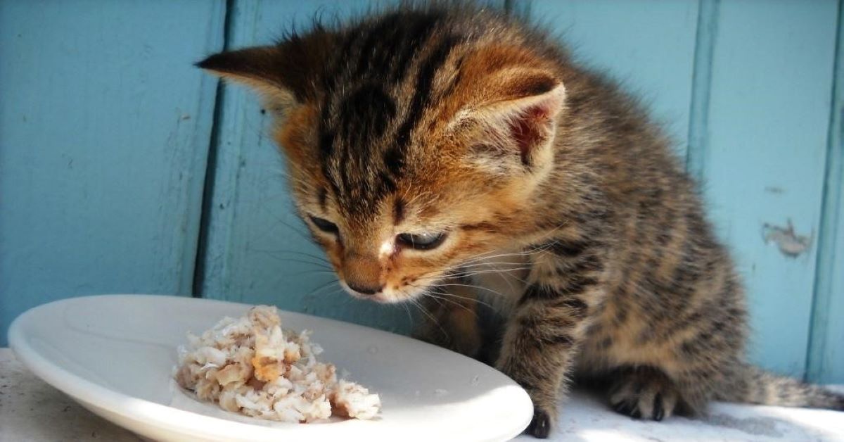 Gattini e gatti adulti: quando cambia il cibo