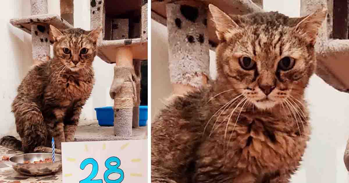 Geremia, il gatto da record che ha compiuto 28 anni